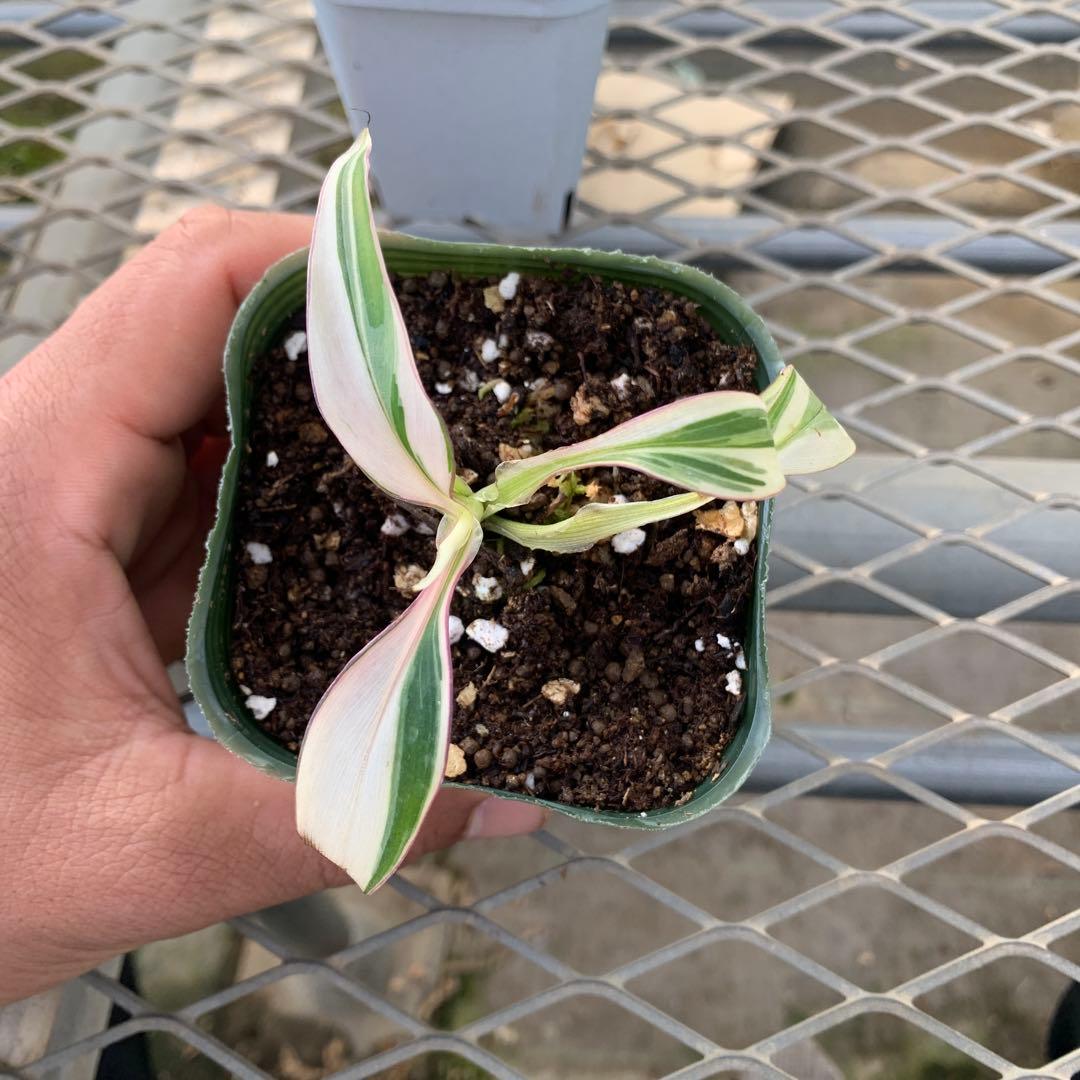 3X MUSA Nono / ムサノノ　バナナ