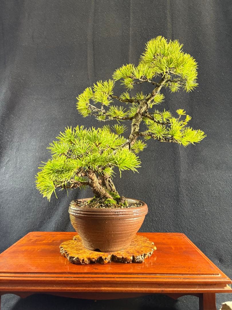 中品盆栽、赤石五葉松、双幹作り 目立った傷や汚れなし