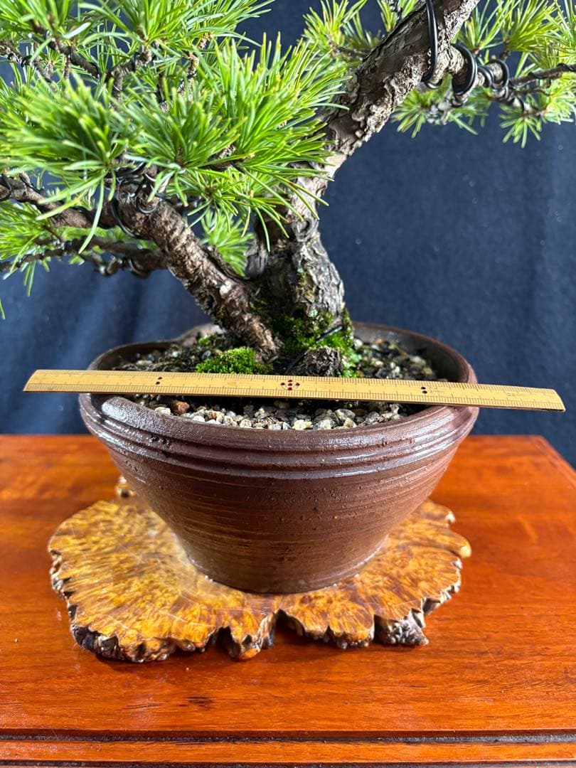 中品盆栽、赤石五葉松、双幹作り 目立った傷や汚れなし