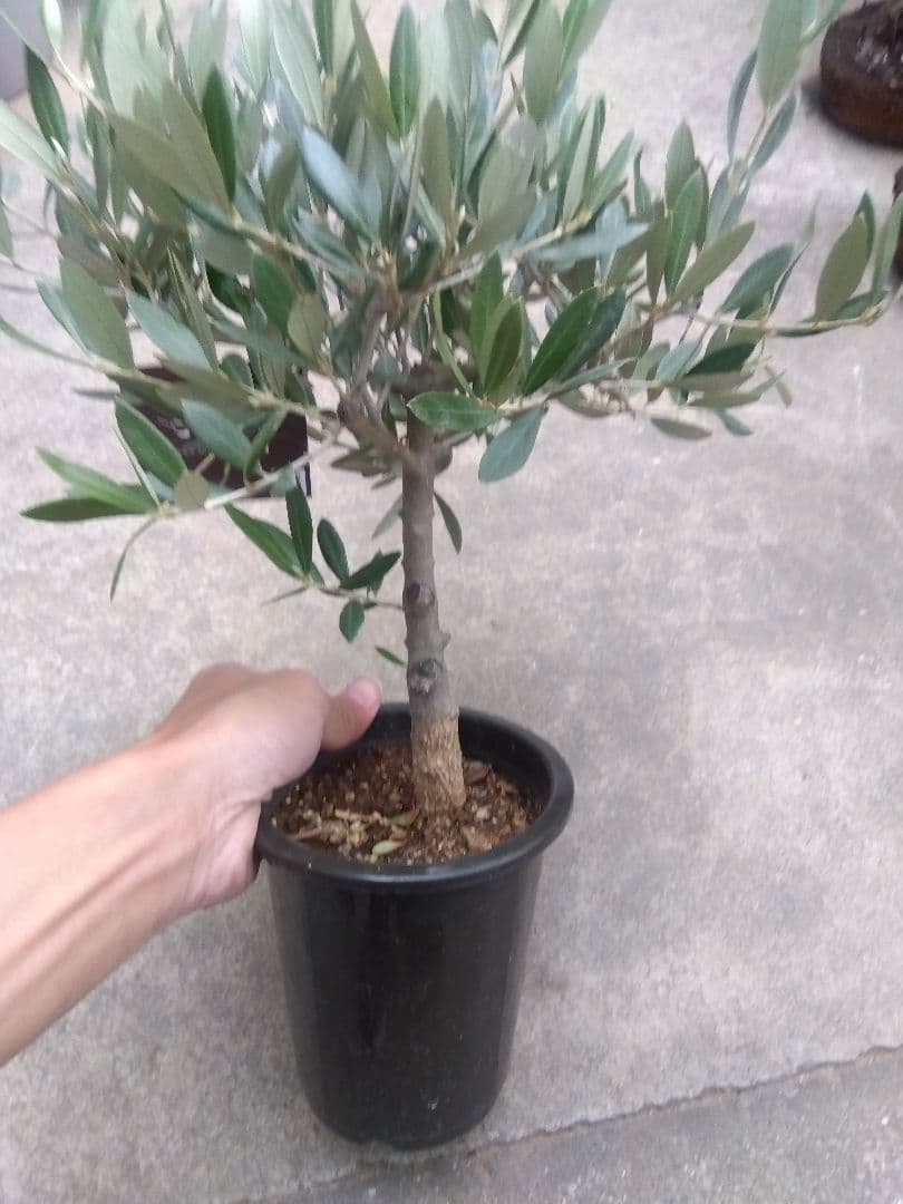 オリーブ　創樹　souju ピクアル　4号鉢つき 幹太❗　⑥