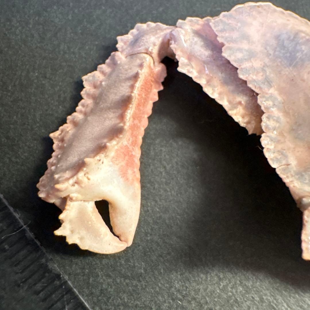 希少生物！？　蟹　カニ　剥製　標本　カワリヒシガニ　ヒシガニ系　甲殻類　自然