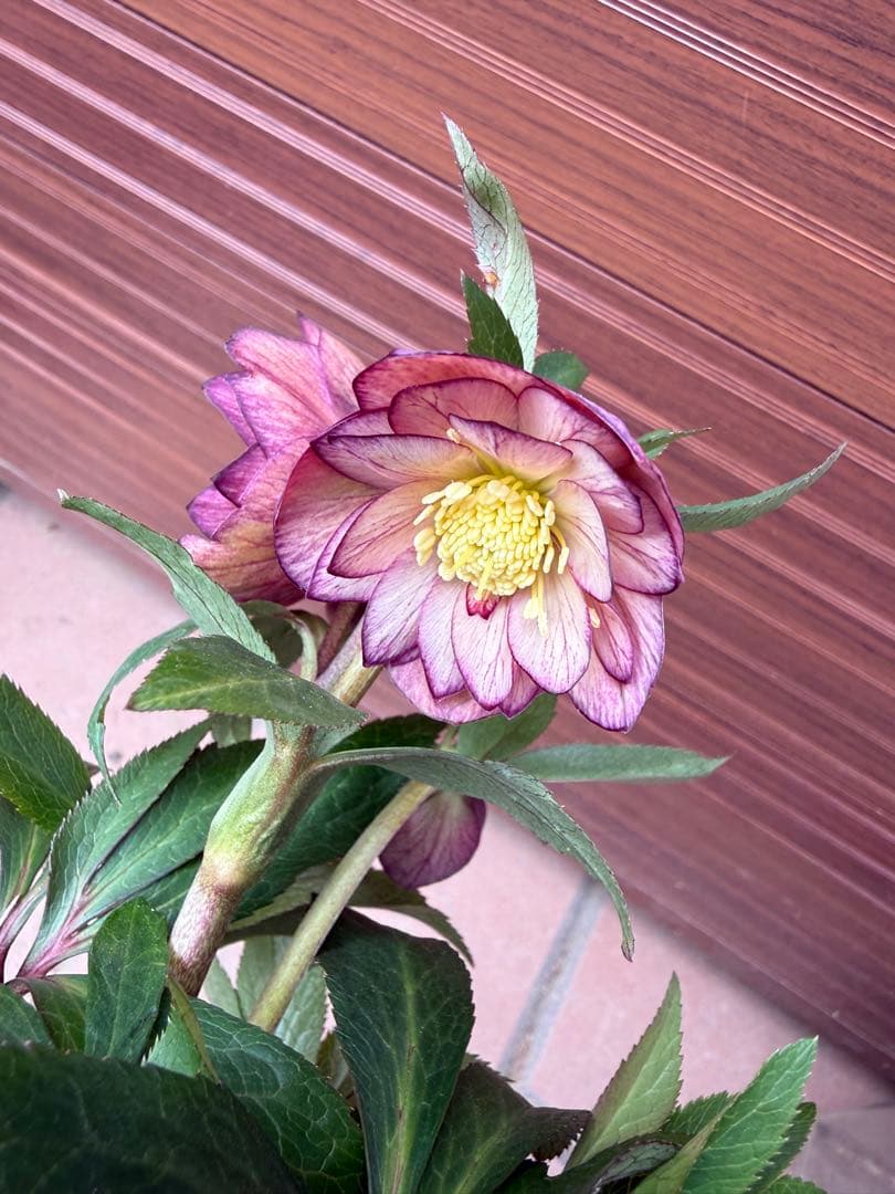 【未株分】クリスマスローズ 大木ナーセリー ムルチ系オーレア交配