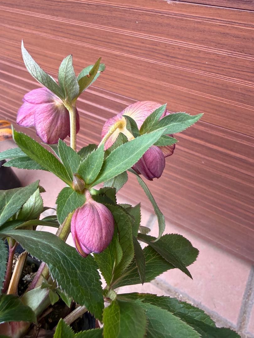 【未株分】クリスマスローズ 大木ナーセリー ムルチ系オーレア交配