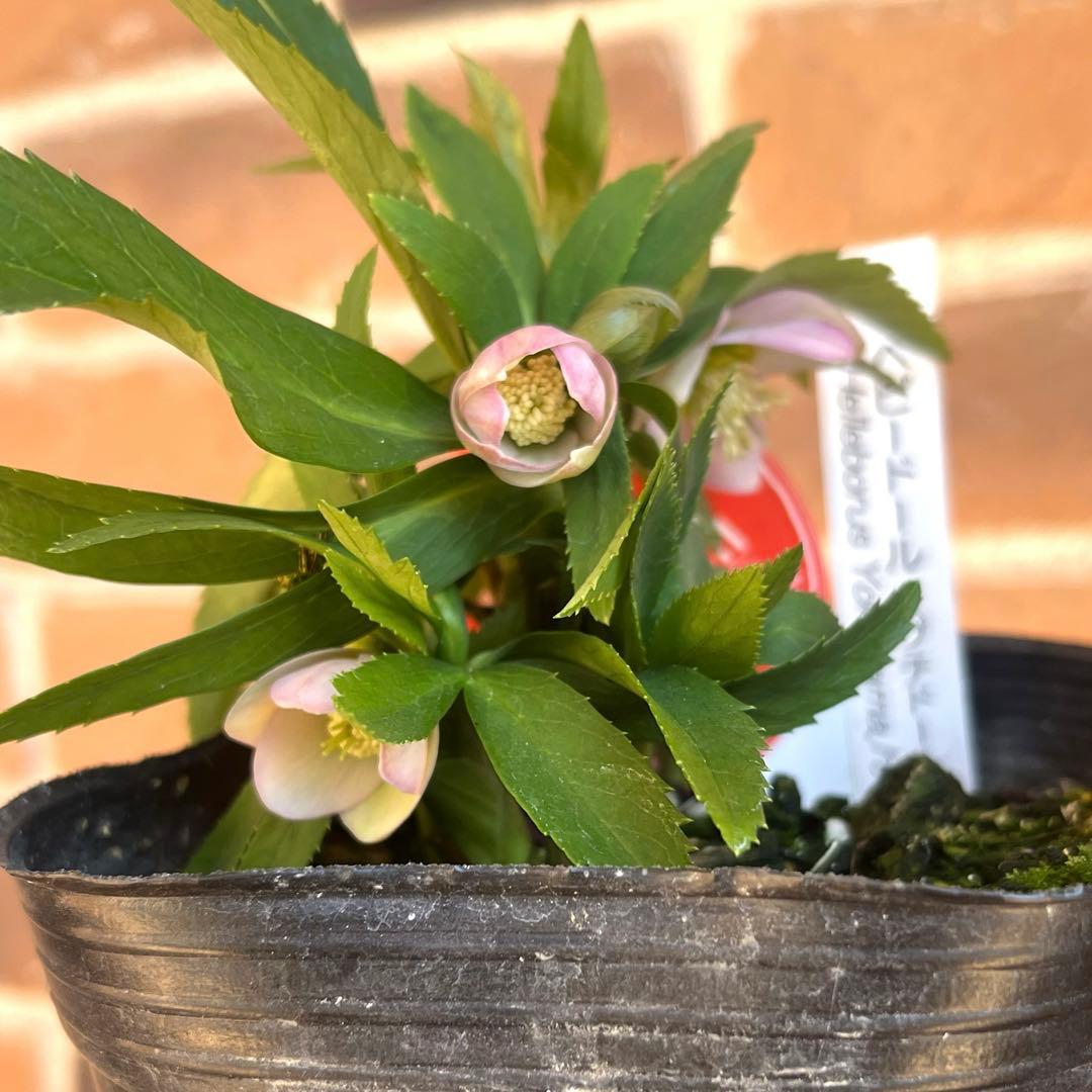 横山園芸　クリスマスローズ　ベビードール