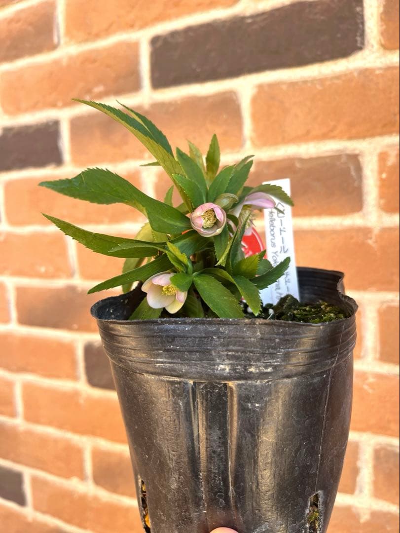 横山園芸　クリスマスローズ　ベビードール