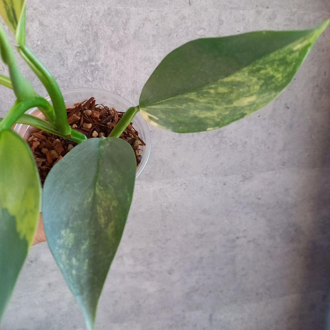 超希少 フィロデンドロン　シルバーソード斑入 (ハスタータム斑入)