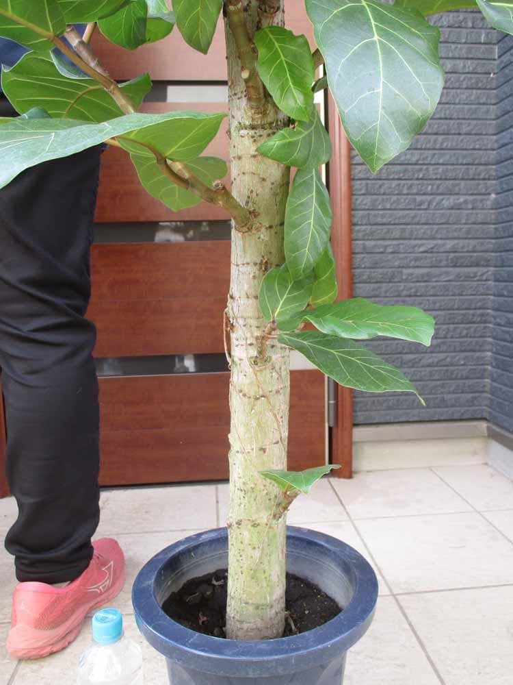 【現品】フィカス・アフリカンプリンス　8号　S5番