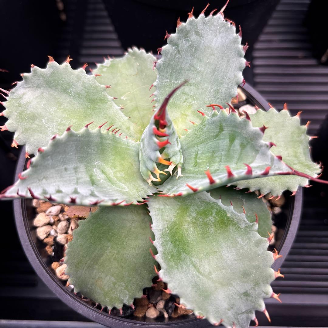 アガベ　フロスティクリスタル　ハイブリッド　イシスメンシス×パラサナ　イシパラ