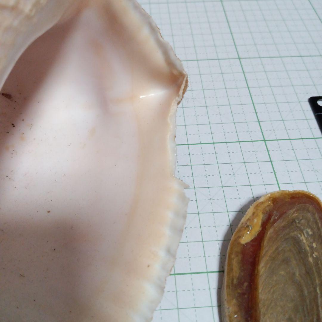 貝殻標本　テングニシ