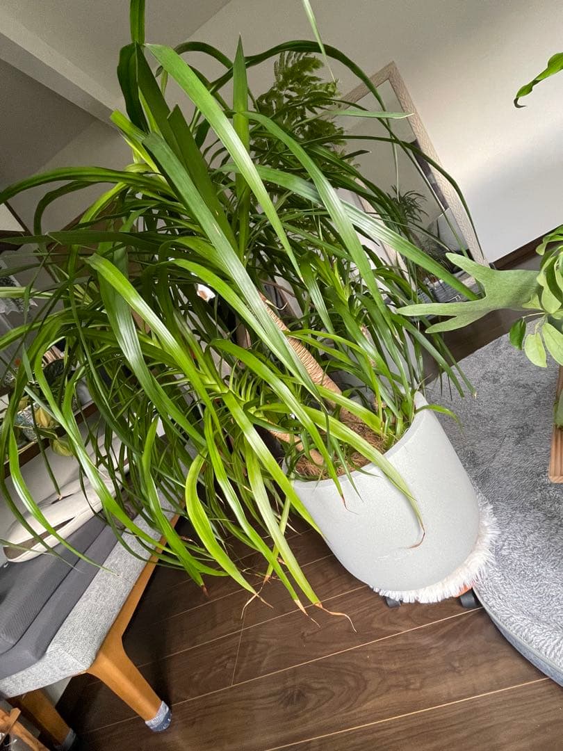 グレー　ファイバーセメント　プランター　植木鉢　大型