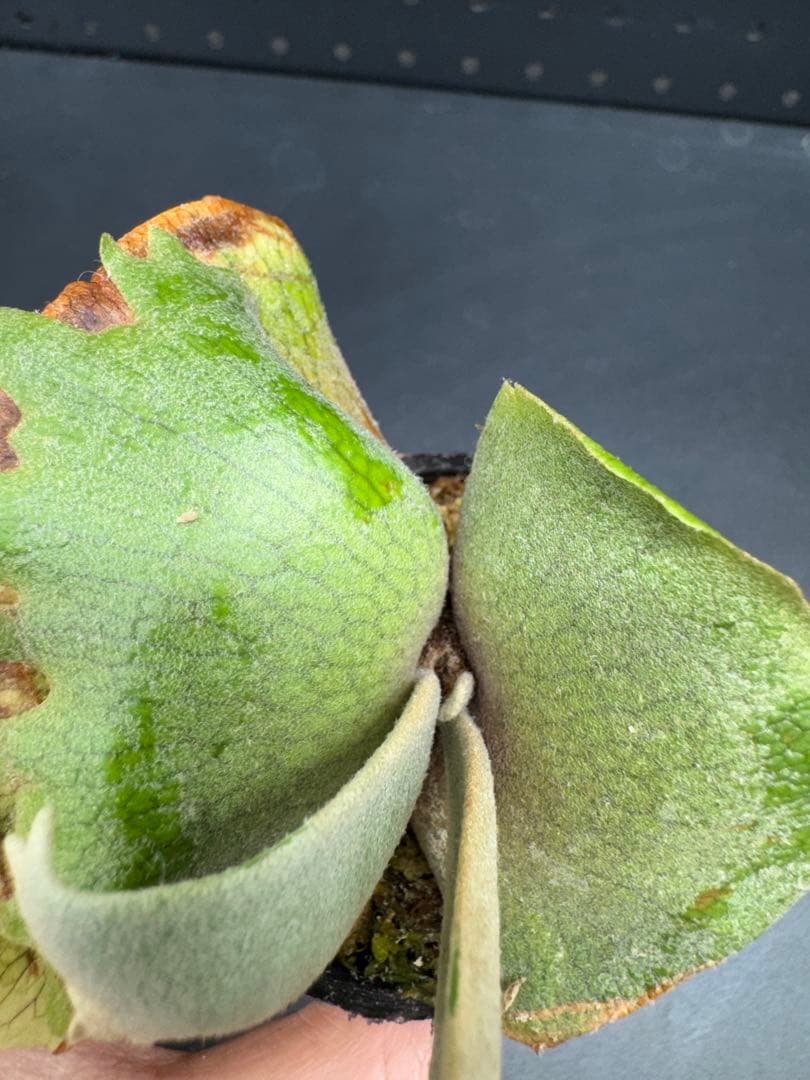 ビカクシダ　YMDS Totoro HHRナーセリータグ付け #348