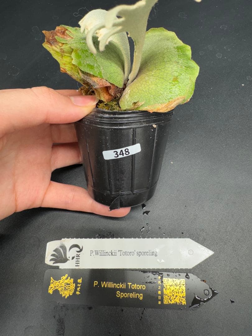 ビカクシダ　YMDS Totoro HHRナーセリータグ付け #348