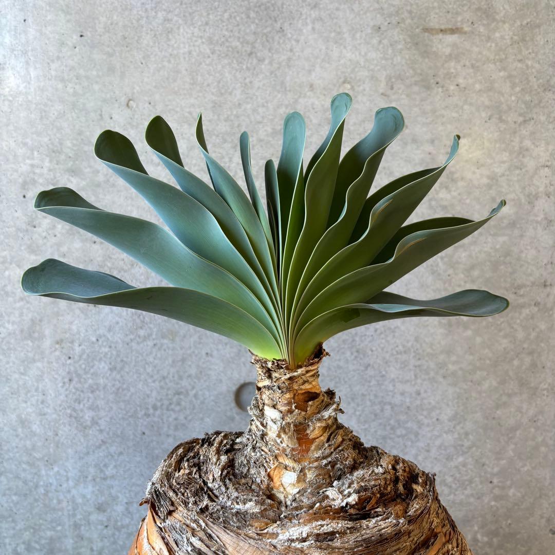 【週末限定SALE】ブーファン ハエマンソイデス 発根済み 現地球株