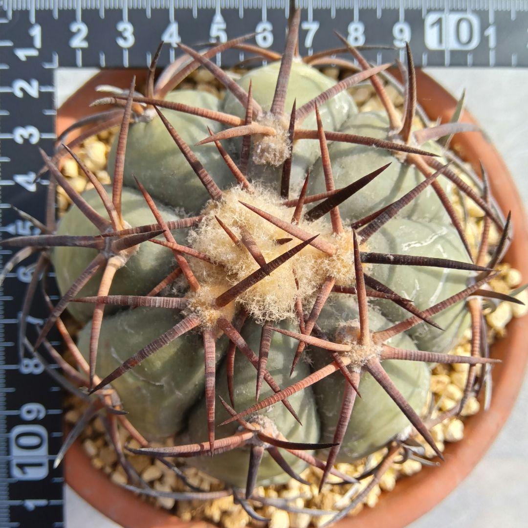 【黒刺実生】花王丸エキノカクタス国内繁殖サボテン（太平丸雷帝翠平コピアポア塊根）