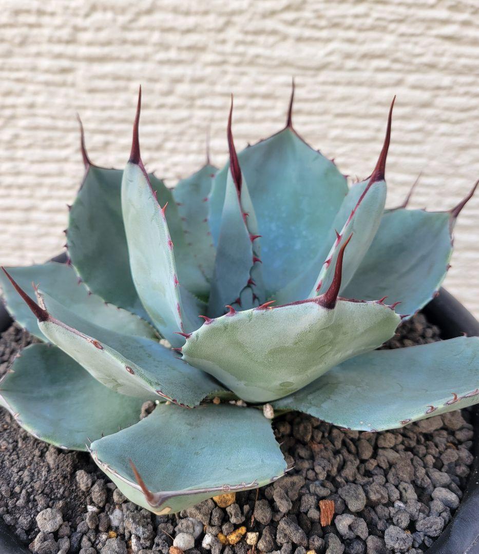 アガベ パリートランカータ 中株　No.130