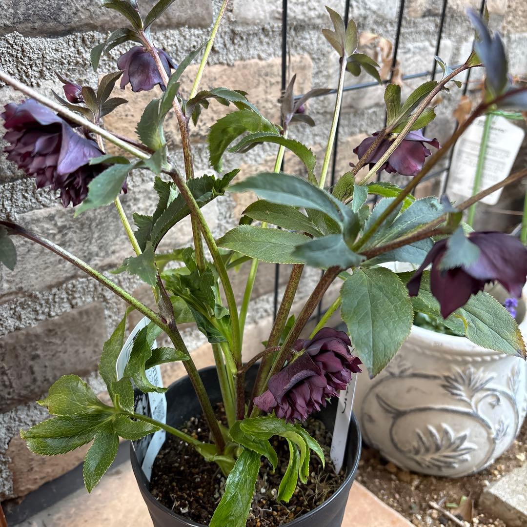 クリスマスローズクレオパトラ