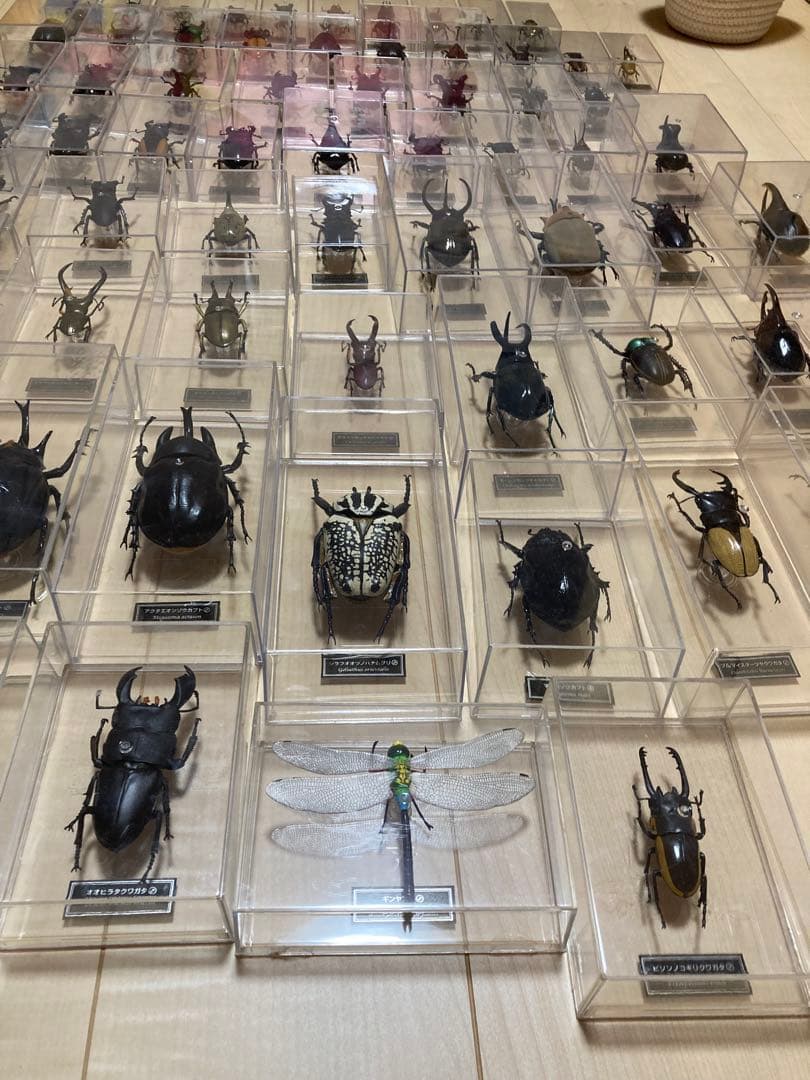 ディアゴスティーニ世界の昆虫全64種コンプリート　クワガタカブトムシ　フィギュア