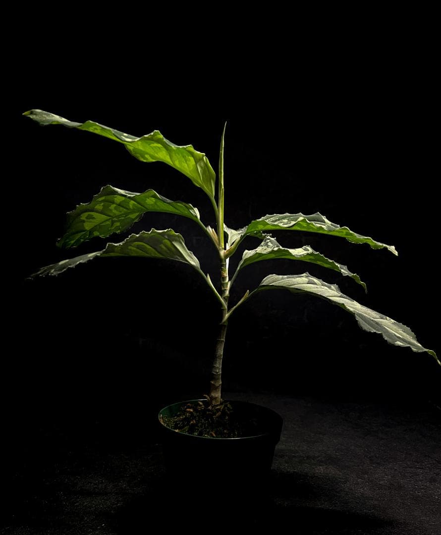 ◆RGL◆ 現物 南スマトラ産 現地便です アグラオネマ ピクタム