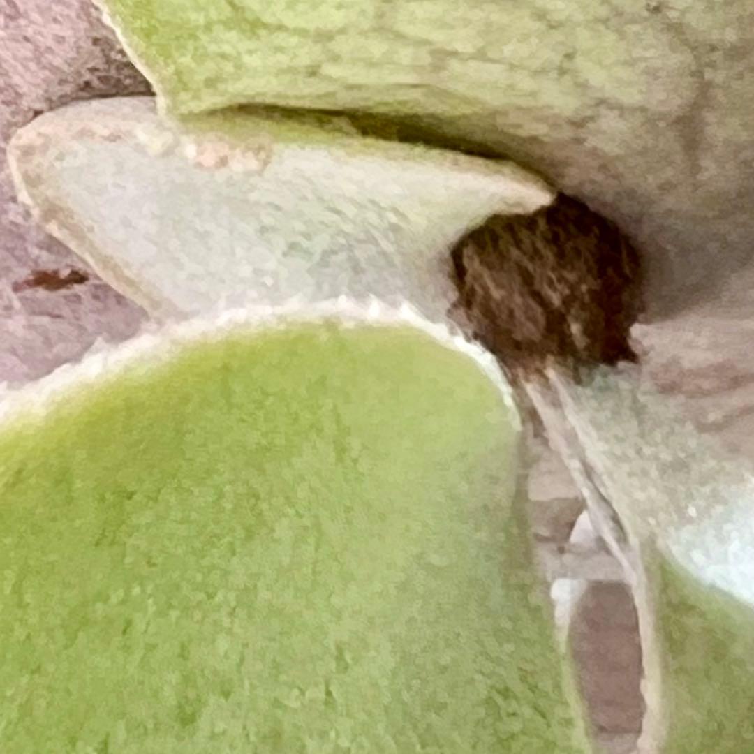 OC株 veitchii cv.pedro Tatsuta ペドロ28ビカクシダ