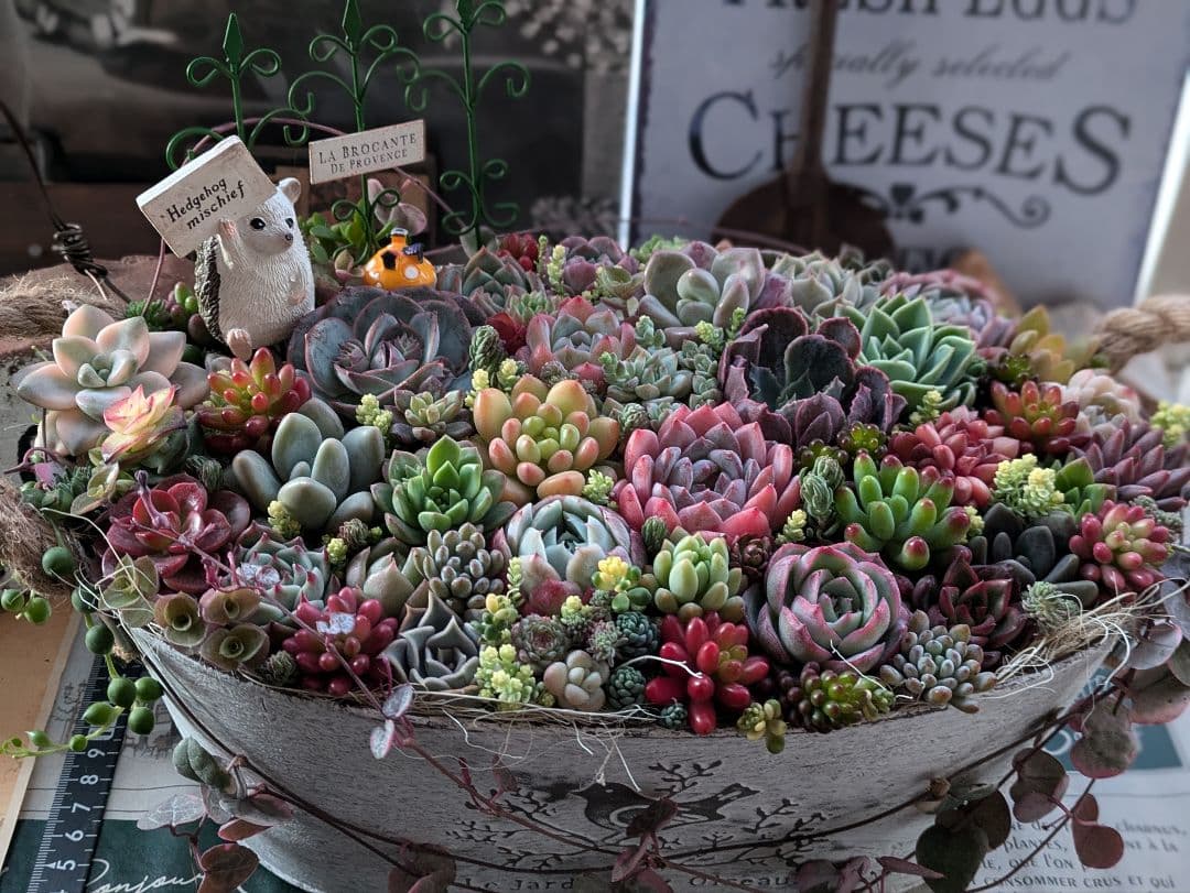 多肉植物 そのまま飾れる大きな寄せ植え❁⃘*.゜ハリネズミさんの箱庭❁⃘*.゜
