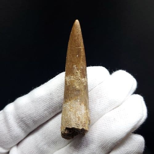 プレシオサウルス 化石 歯 本物 モロッコ産 54.84mm pr69