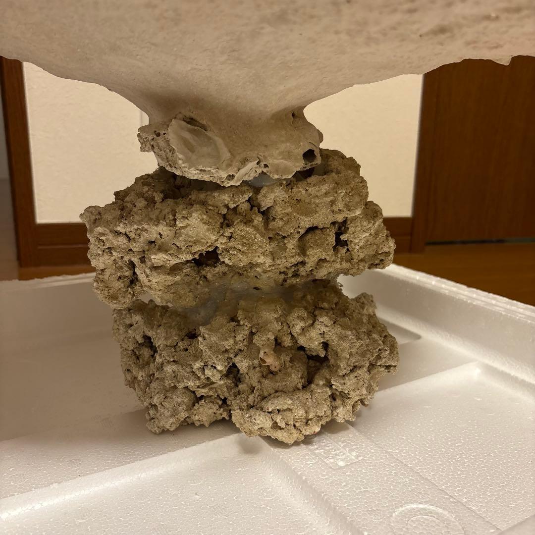 珊瑚礁　レイアウト　約35×45