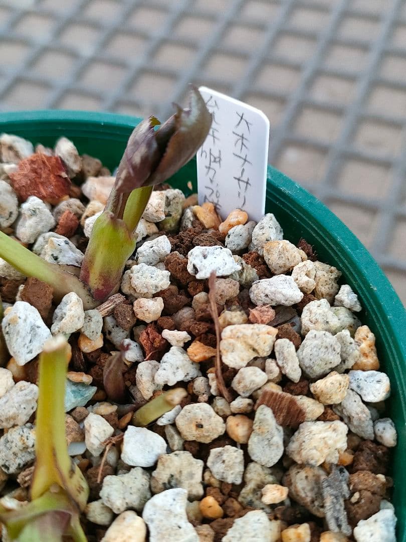 クリスマスローズ　苗