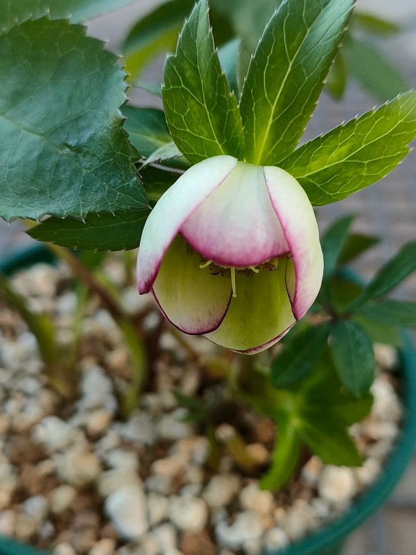 クリスマスローズ　苗