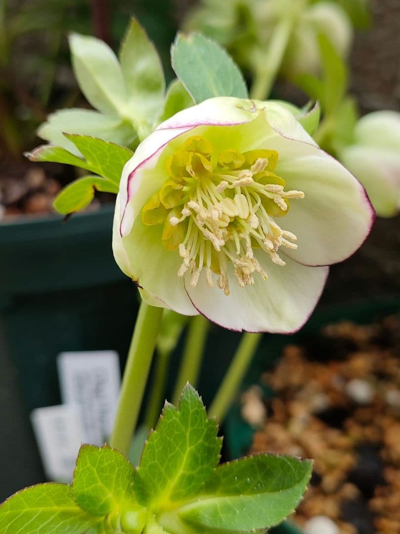 クリスマスローズ　苗