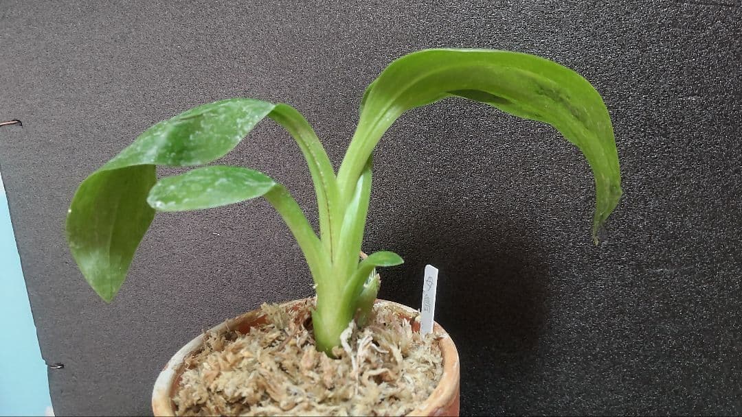 テ*ン様 山野草・ホザキラン(希少種！ホザキラン)