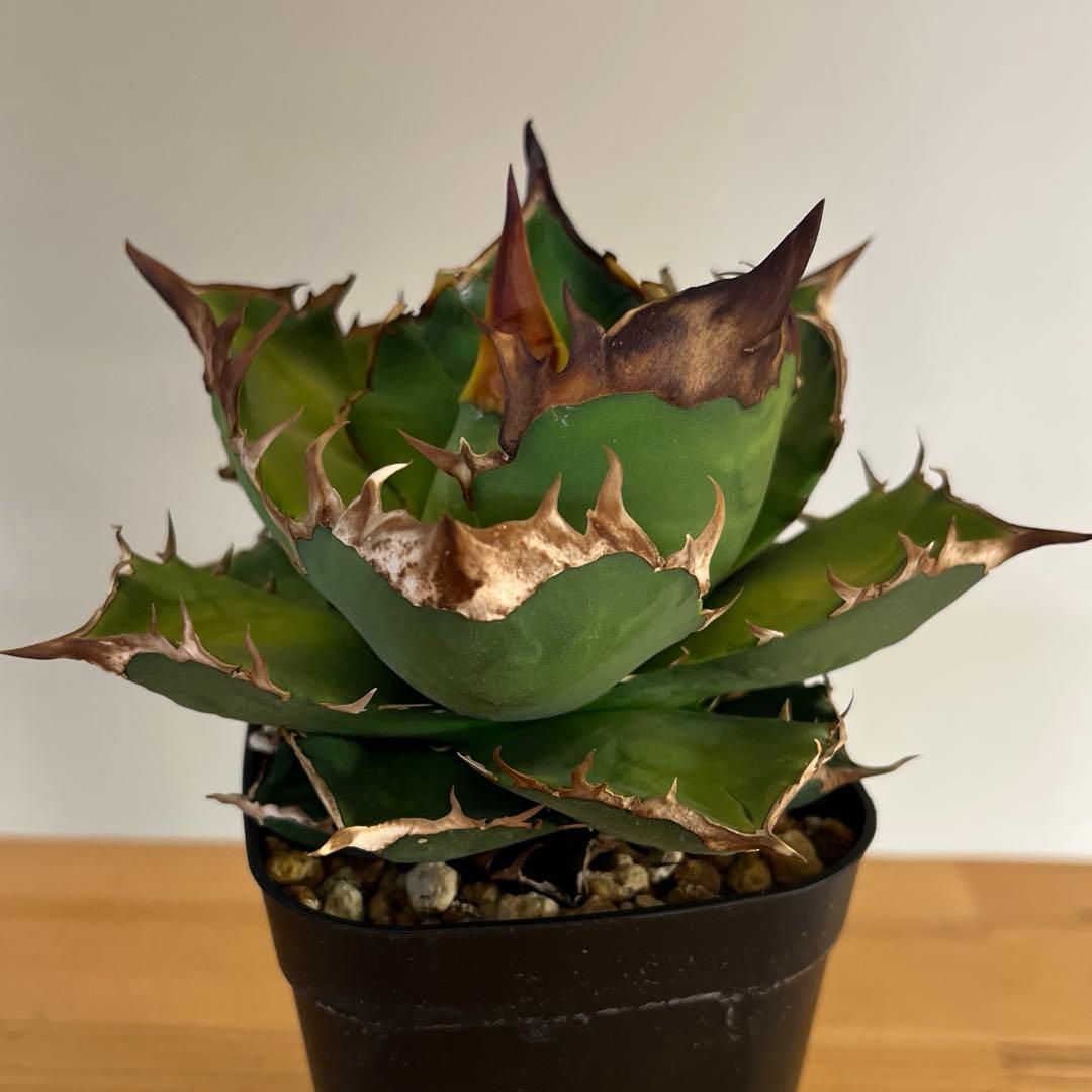 アガベチタノタ白牛犀　現品鉢ごと発送