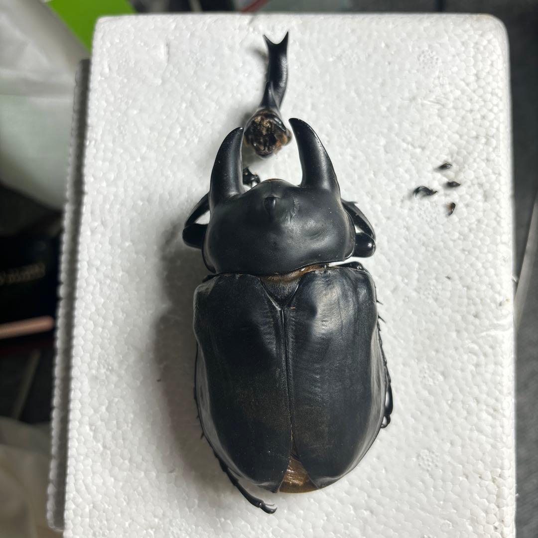 レックスゾウカブト