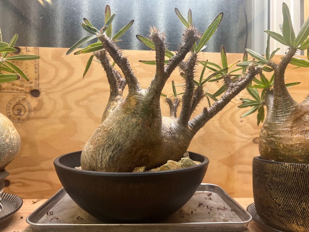 美形 パキポディウム グラキリス③　発根済