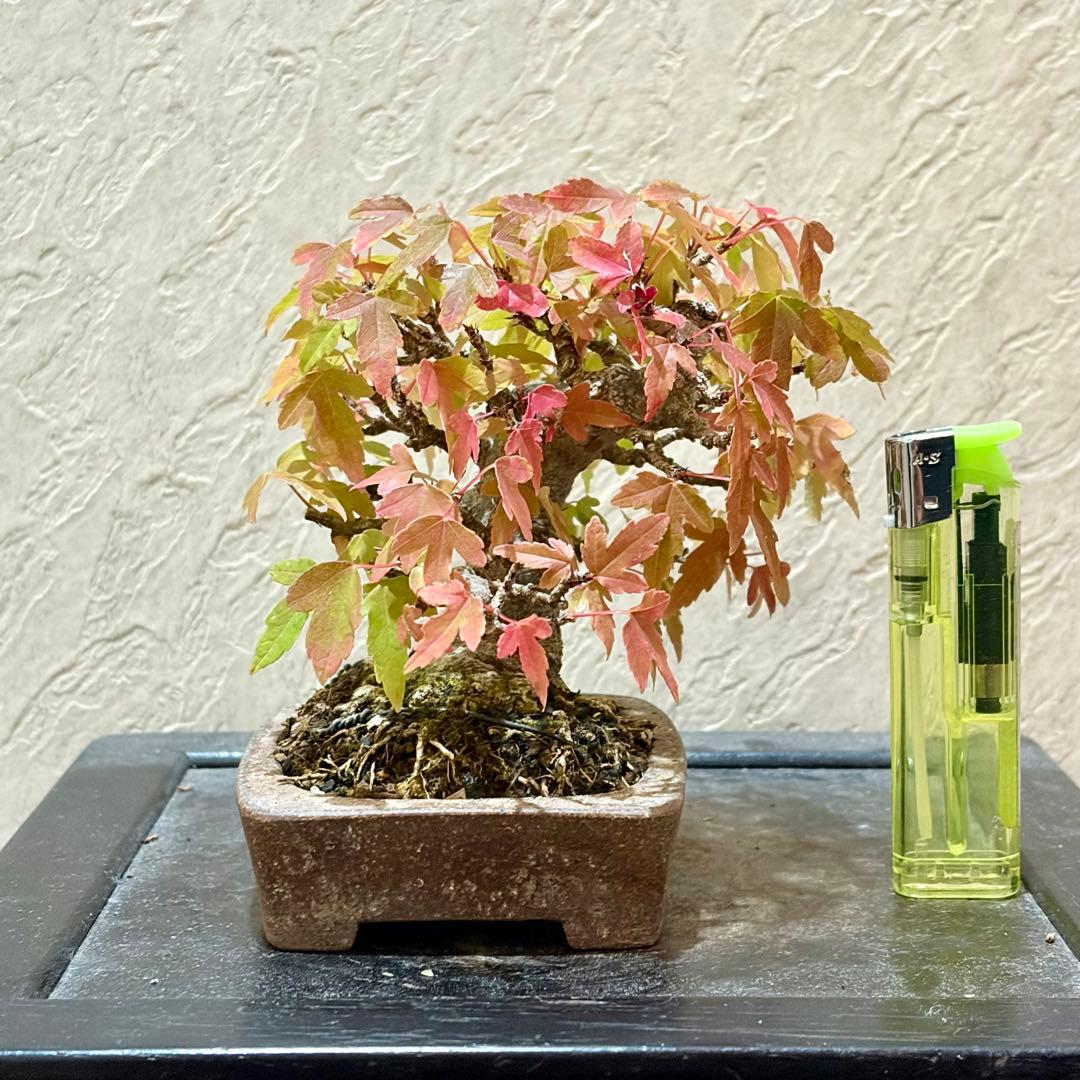 逸品!!根張り良し!! 樹高9㎝　唐楓　町直　小品　盆栽　真柏　黒松　五葉松