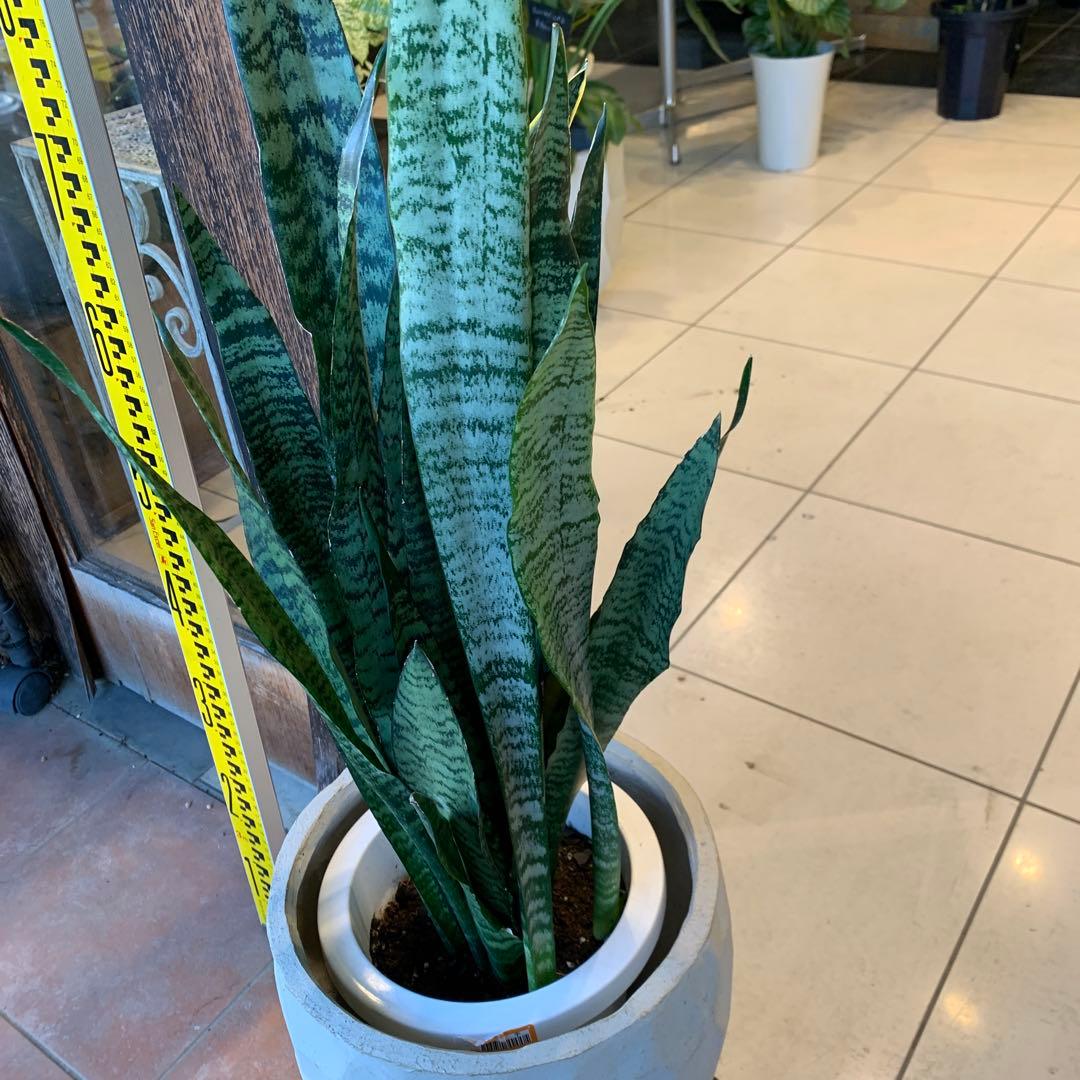 サンスベリア ゼラニカ ファイバー鉢 お皿付