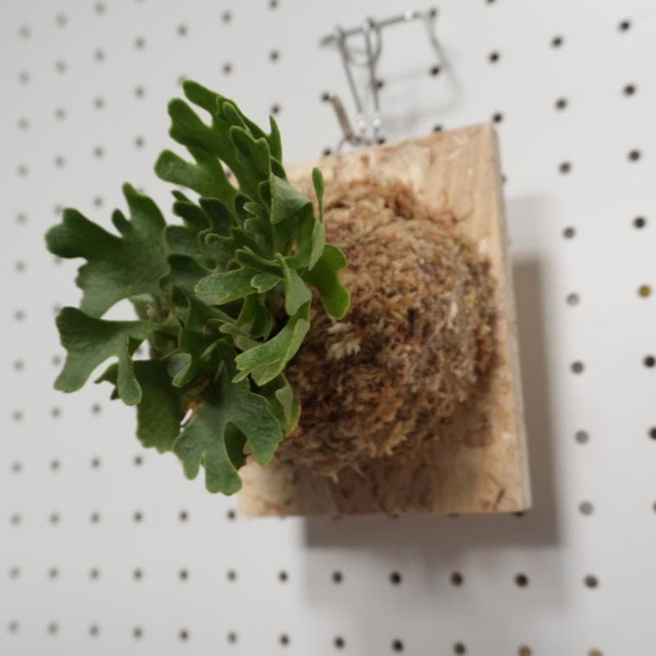 ビカクシダ リドレイ ドワーフ シルバー 板付 R-5