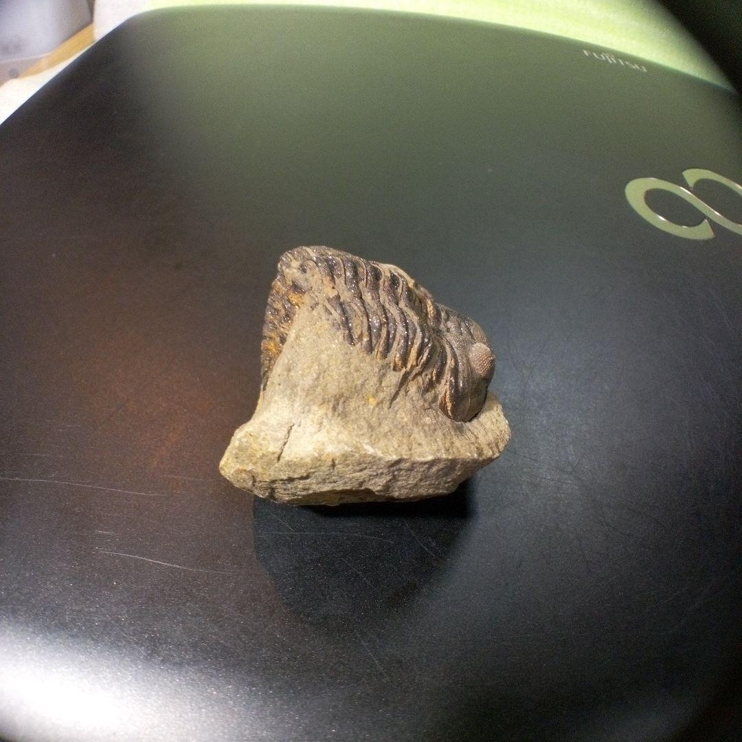 三葉虫　化石　fossil　ボリビア産　レア　Fossil管理⑩