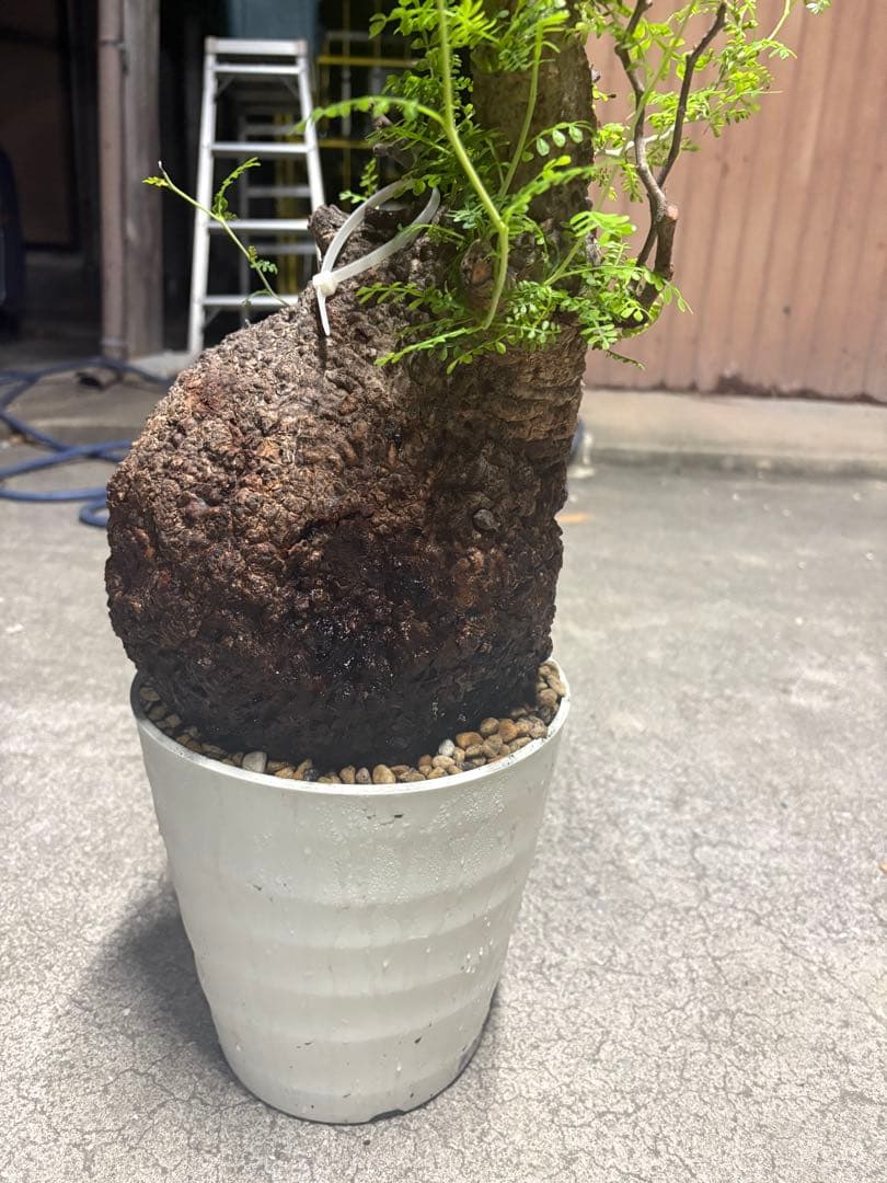 良素材 中株 （パキプス）／極太塊根・荒肌／発根済／将来性◎