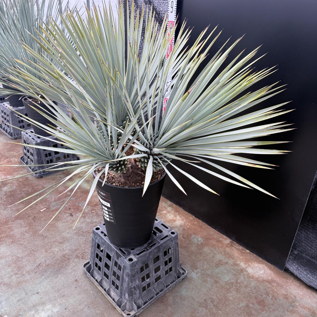 【AL1200】ユッカ　ロストラータ　トリプルヘッド