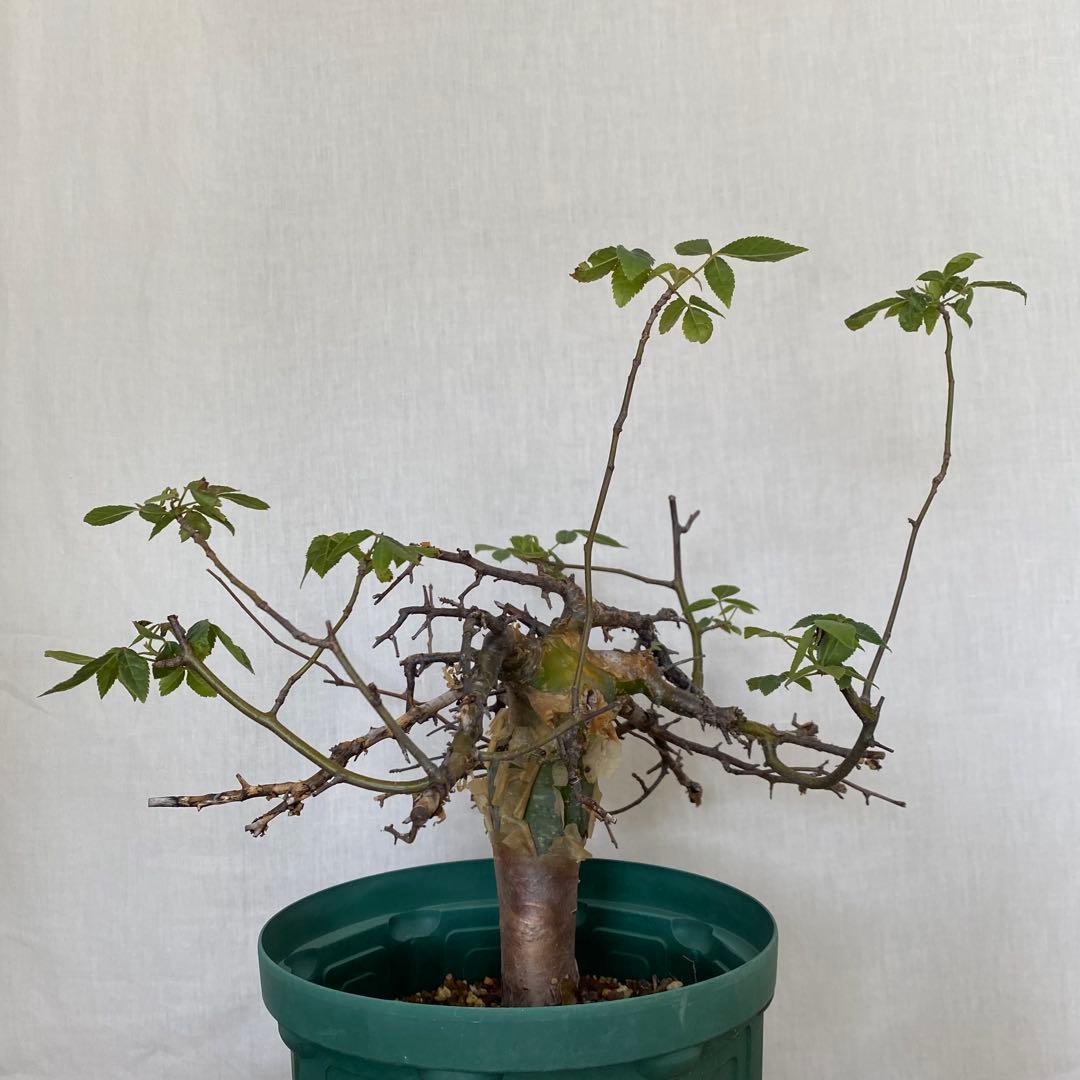 【休眠中】コミフォラ エミニー 7号