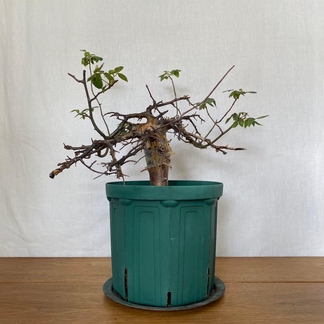 【休眠中】コミフォラ エミニー 7号