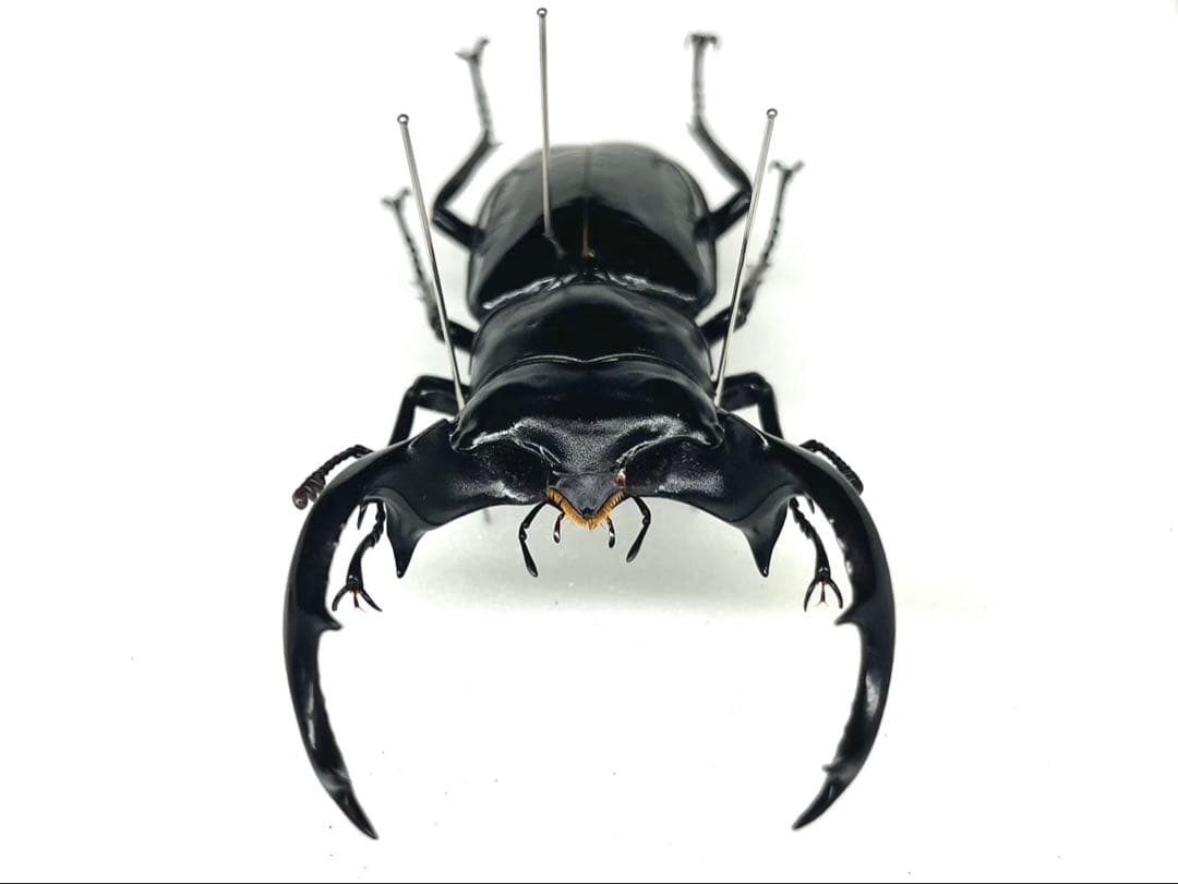 ウエストウッディオオシカクワガタ　ペア　標本