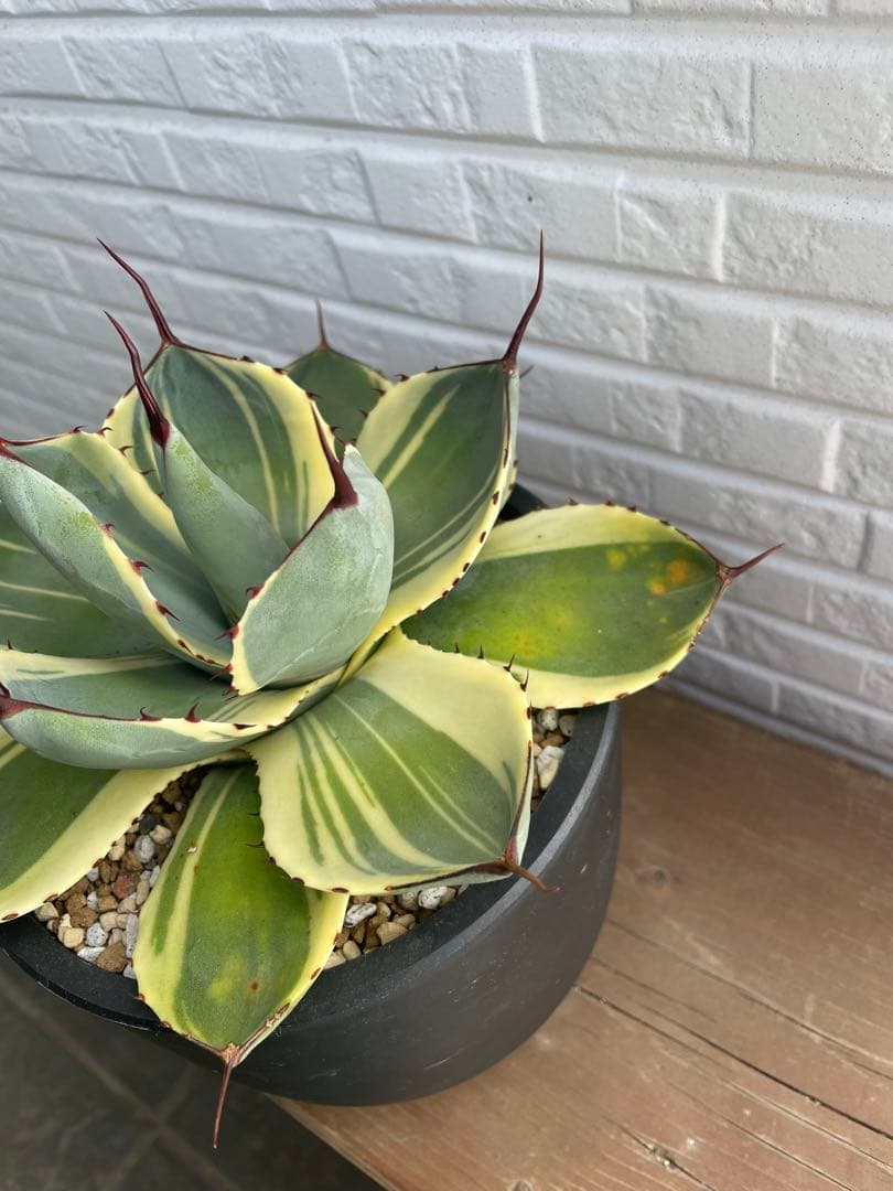 アガベ　パリートランカータ　オリザバ　希少品種