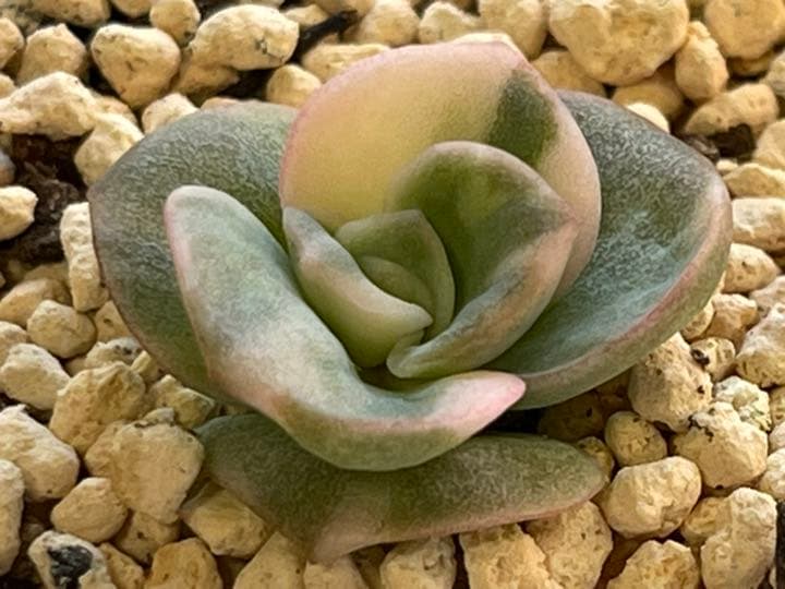 ❤️専用出品❤️ラブリーローズ錦　　　　　　　　　　　　　❤️美しく育ちました♪❤️