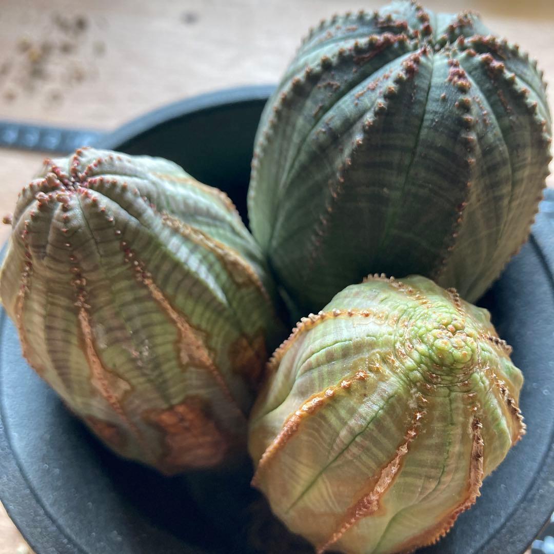 専用　ユーフォルビア オベサ 3株 / バリダ 1株 / 大株 / 鉢付き