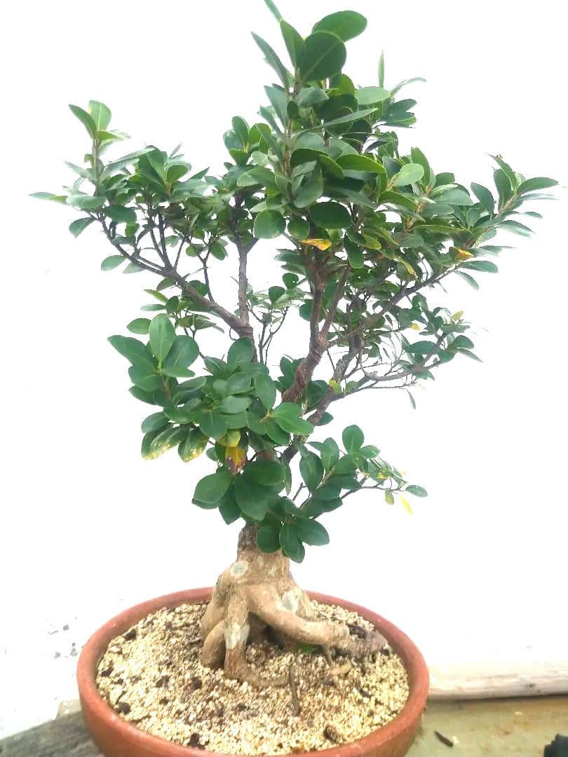 沖縄産　パンダガジュマル盆栽