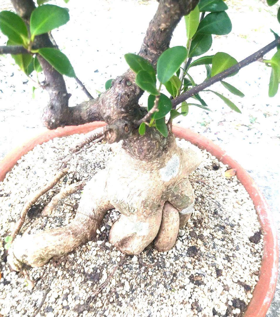 沖縄産　パンダガジュマル盆栽