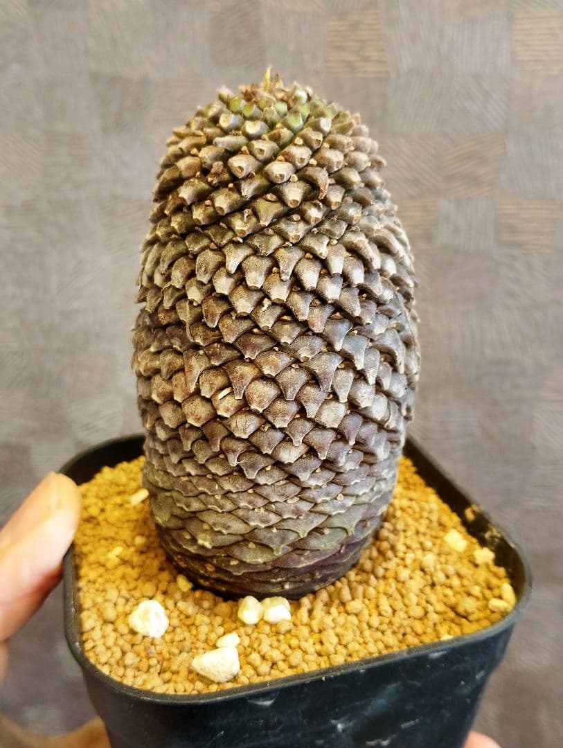 \"特大美株\" ユーフォルビア 鉄甲丸