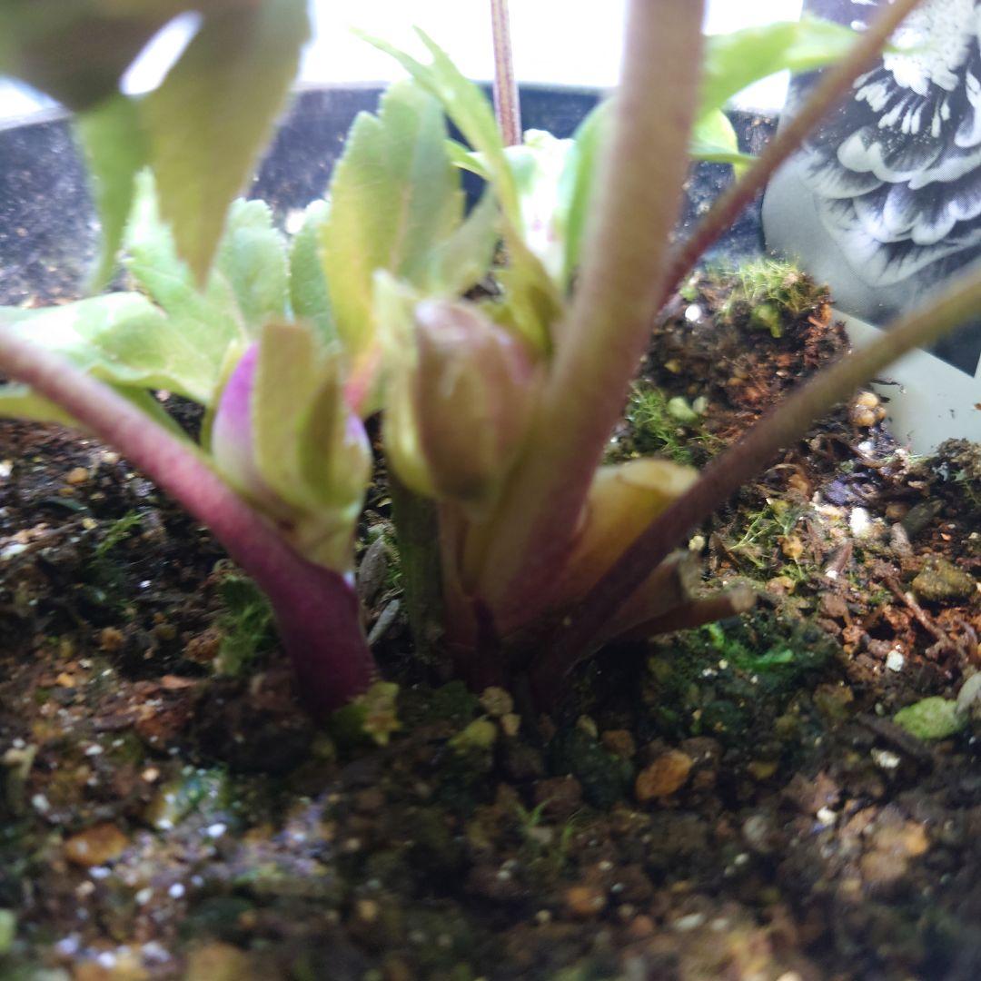 ☀️クリスマスローズ開花株❗☀️ 4号ロング鉢✕2☀