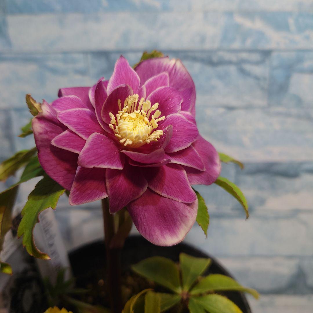 ☀️クリスマスローズ開花株❗☀️ 4号ロング鉢✕2☀